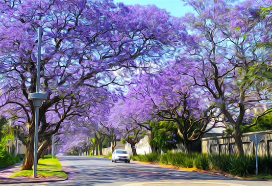 Jacarandas In Saxonwold - Original Art Work - Mike Hobbs