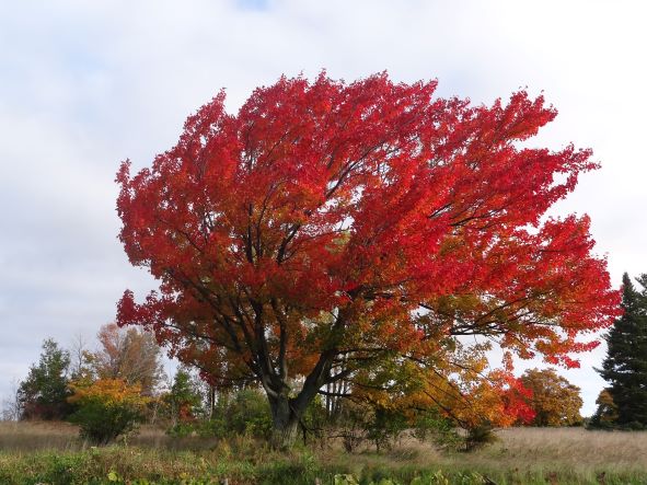 The Beauty of Trees