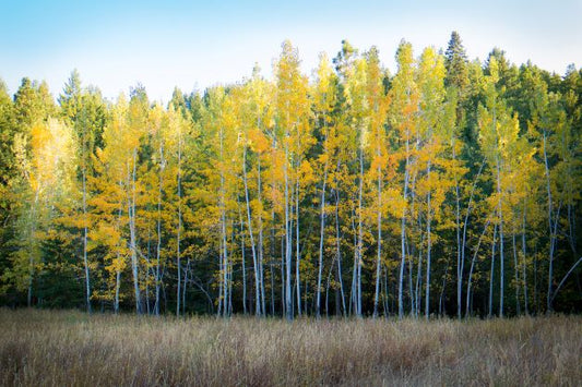 The Beauty of Trees