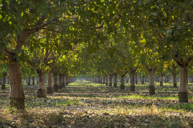 The Beauty of Trees