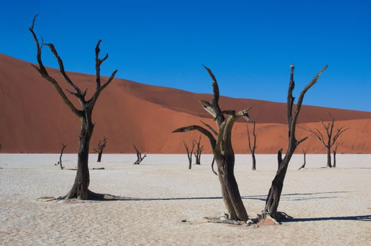 The Beauty of Trees