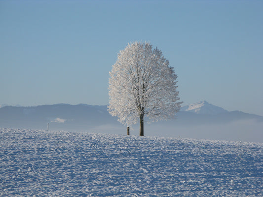 The Beauty of Trees