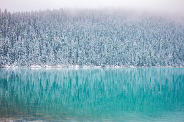 Snow covered woodland in Lake Louise.