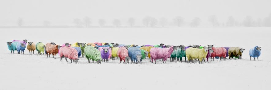 Sheep on Snow